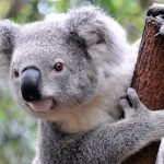 Curious koala